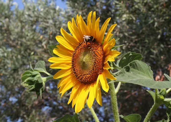 Sunflower 3*