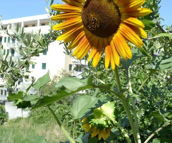 Sunflower בית הארחה ספליט