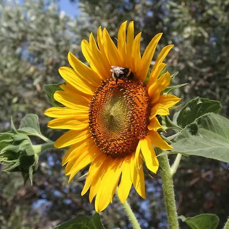 Sunflower 3*