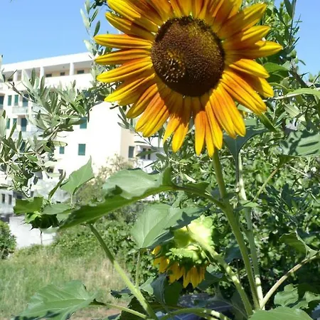 Sunflower Affittacamere Spalato
